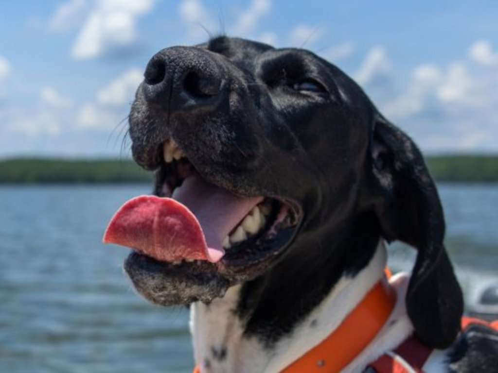 Stay Kota, the official OED travel dog, knows the area is filled with spots where pets and their people can share adventures.