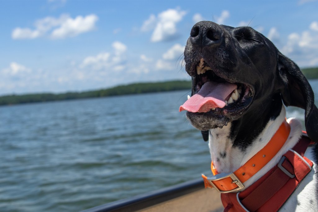 Things To Do at Lake Monticello Park