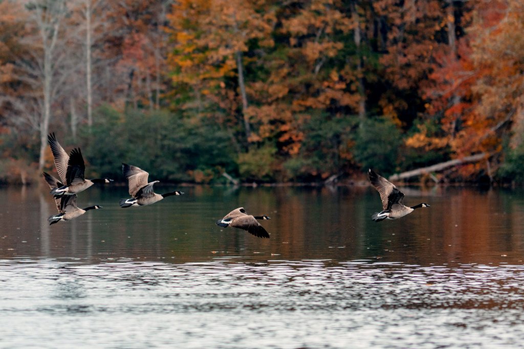 Things To Do at Lake Monticello Park